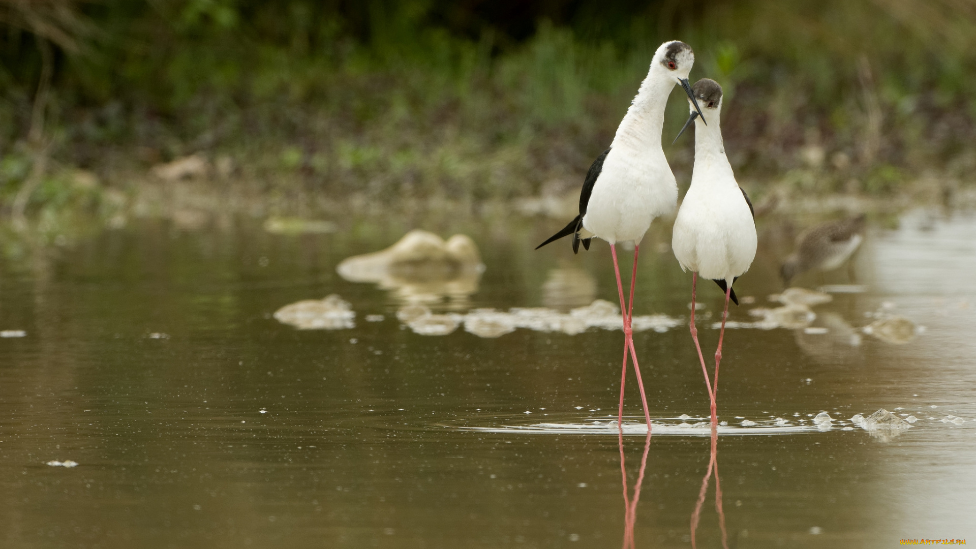 животные, птицы, парочка