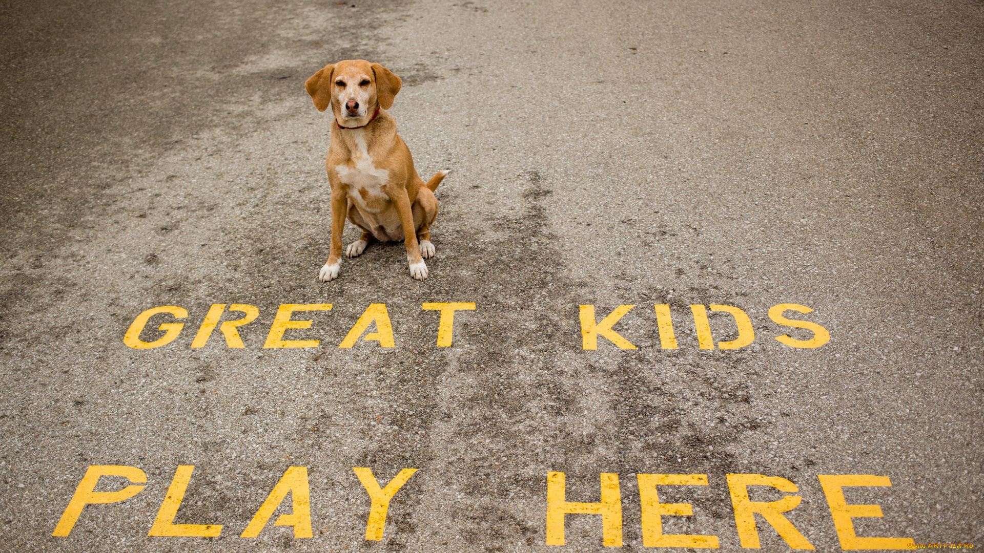 животные, собаки, дорога, собака, надпись, шоссе