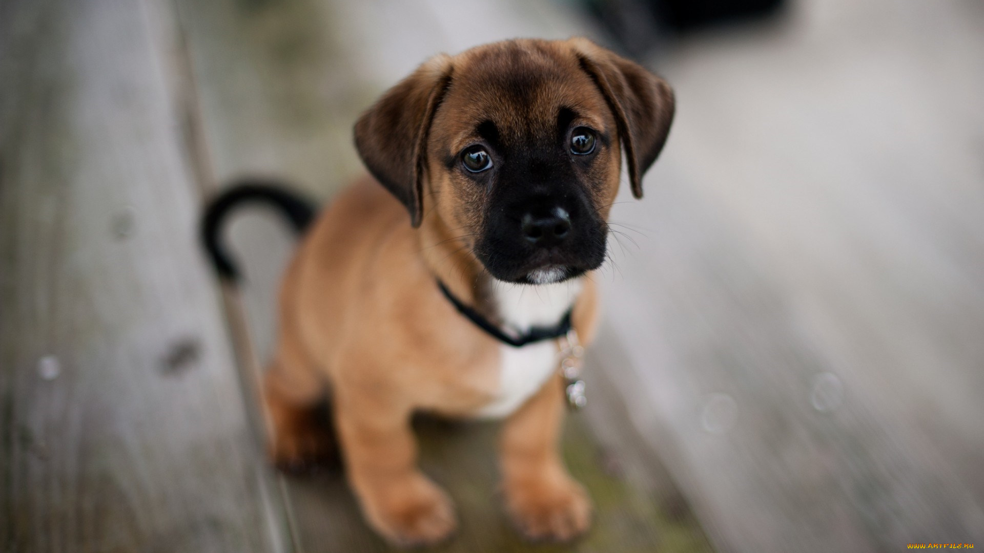 животные, собаки, щенок