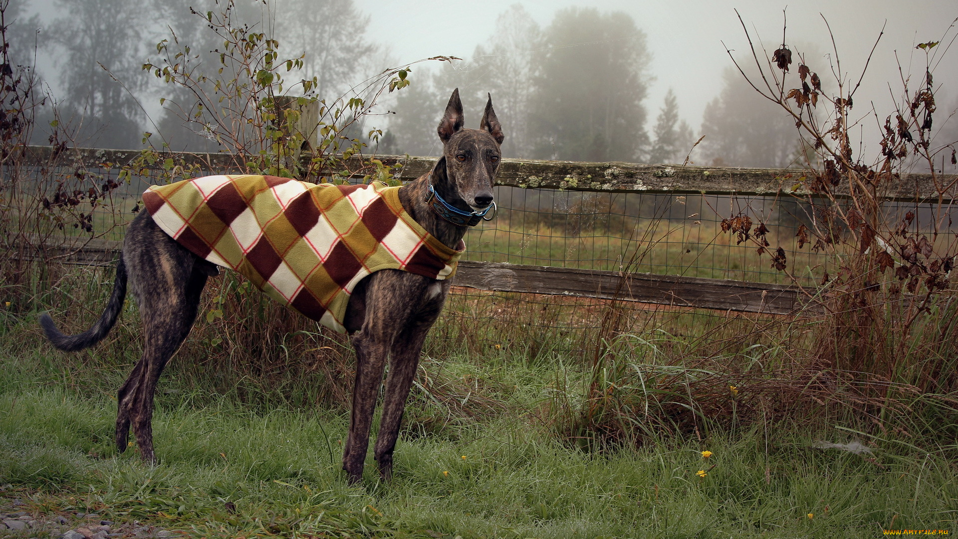 животные, собаки, собака, взгляд