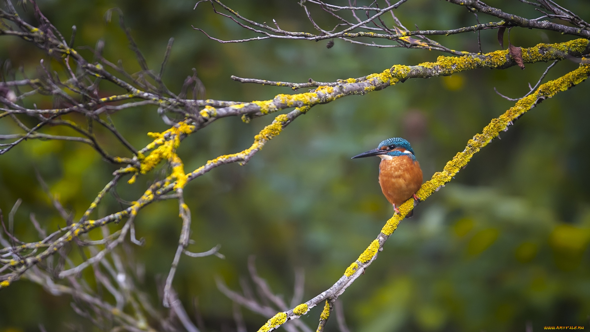животные, зимородки, птичка