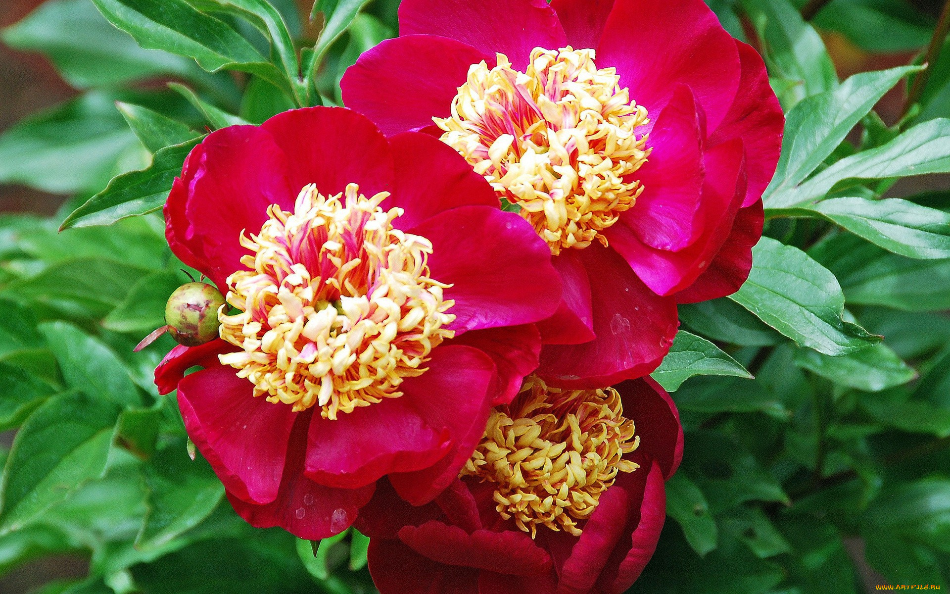 цветы, пионы, красные, бутоны, листья