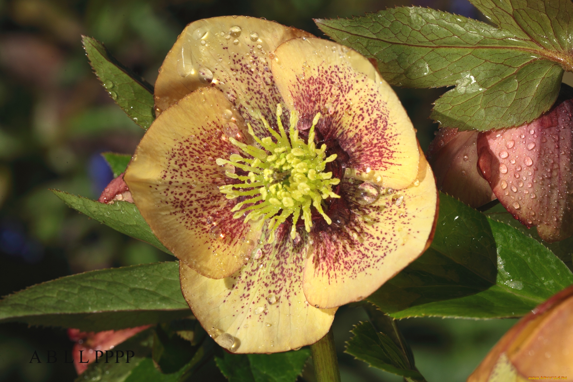 цветы, геллеборус, , морозник, макро