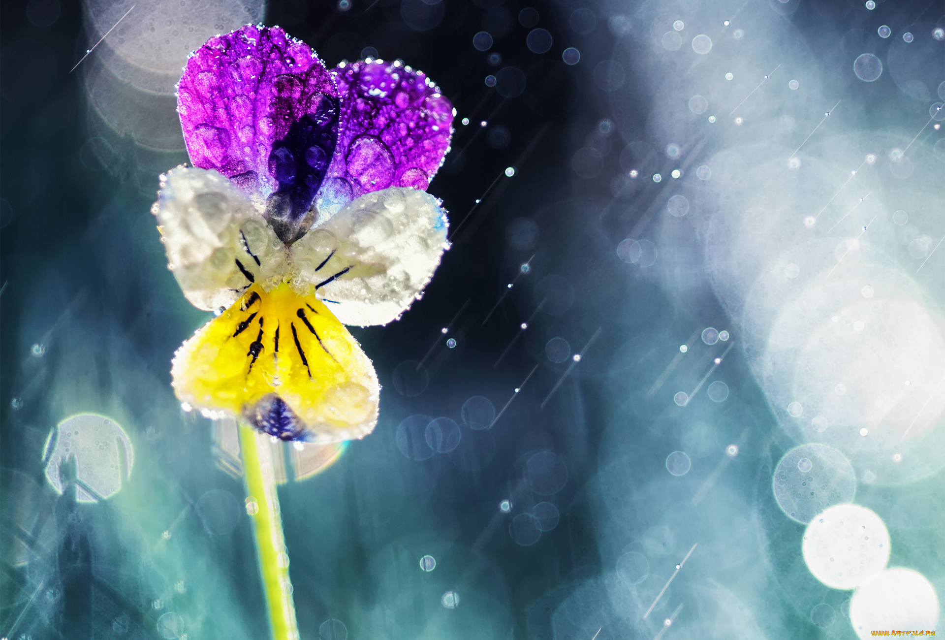 цветы, анютины, глазки, , садовые, фиалки, виола, цветок, солнце, дождь, боке, капли, анютины, глазки