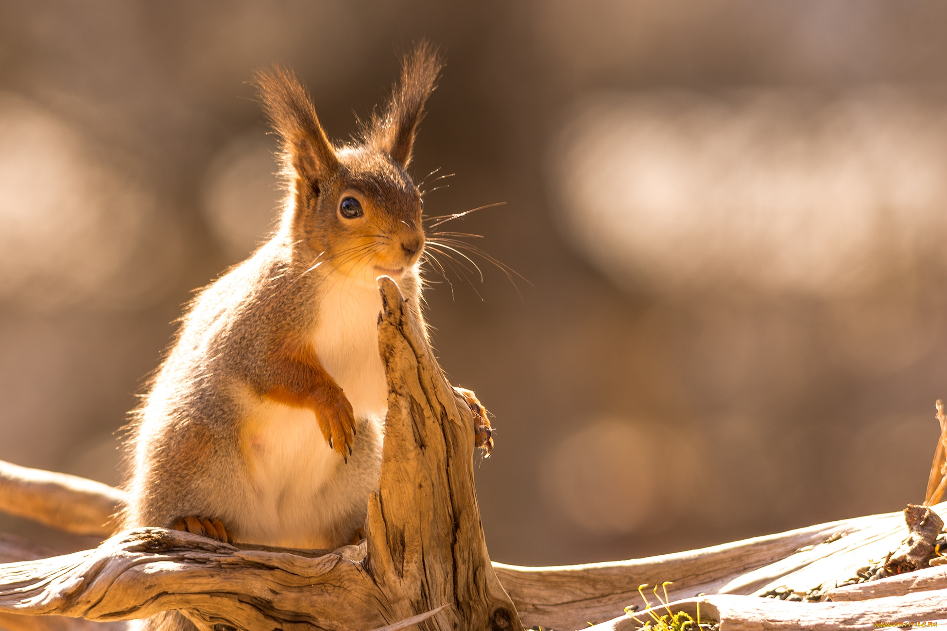 животные, белки, зверек
