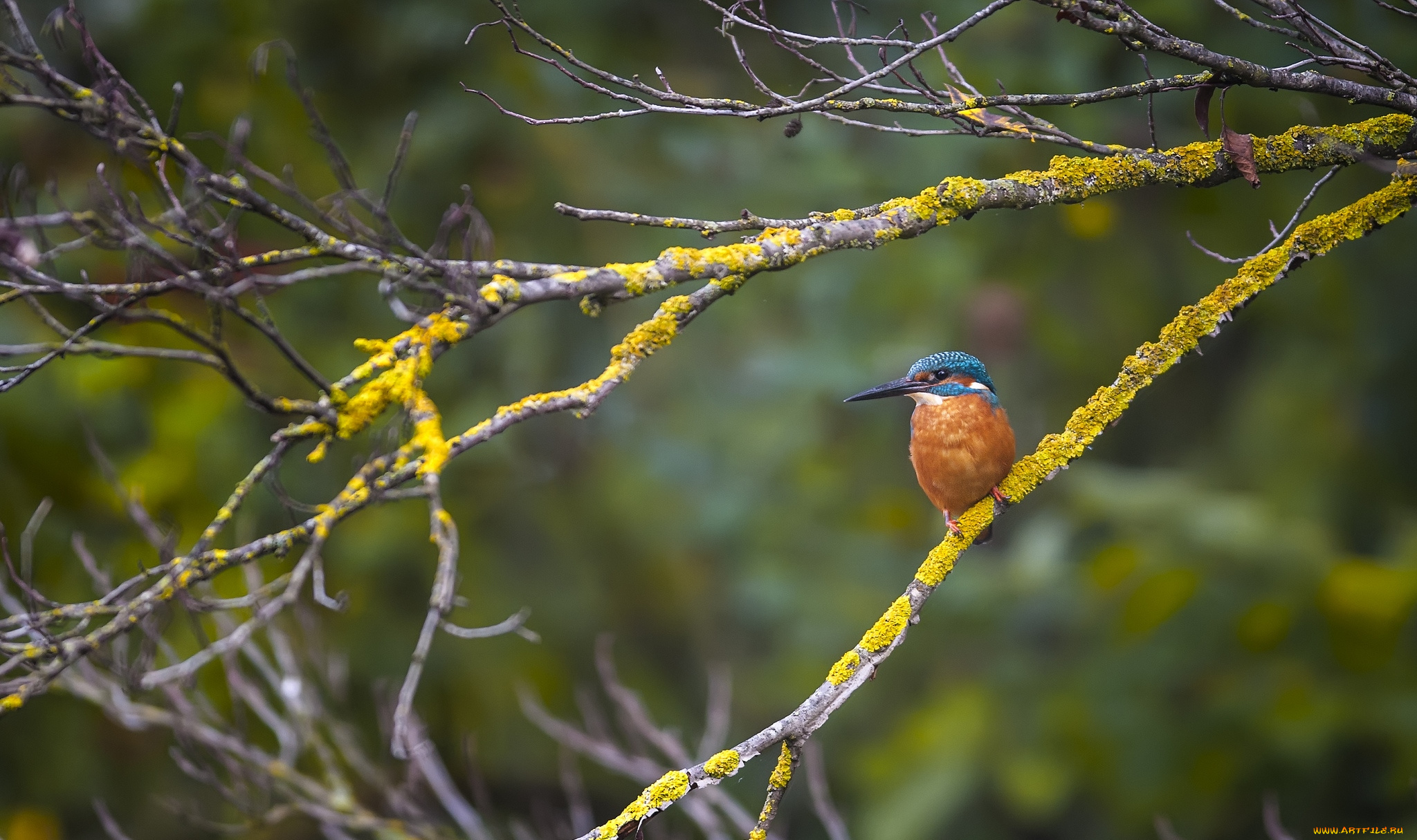 животные, зимородки, птичка