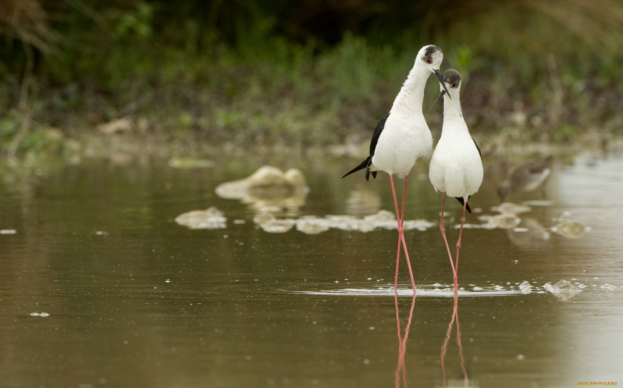 животные, птицы, парочка