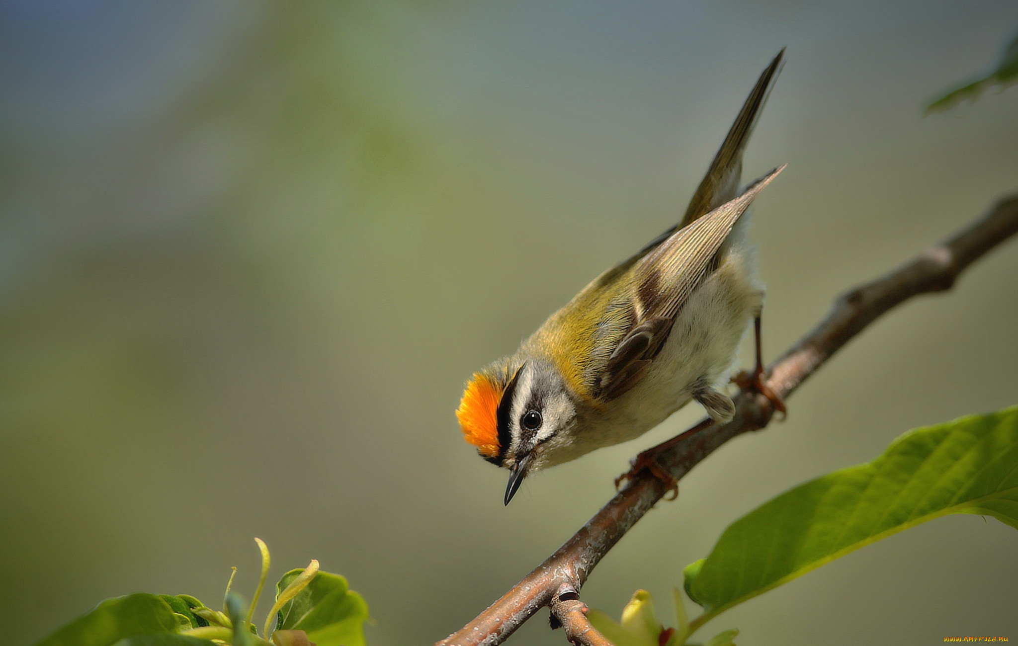 животные, птицы, птичка