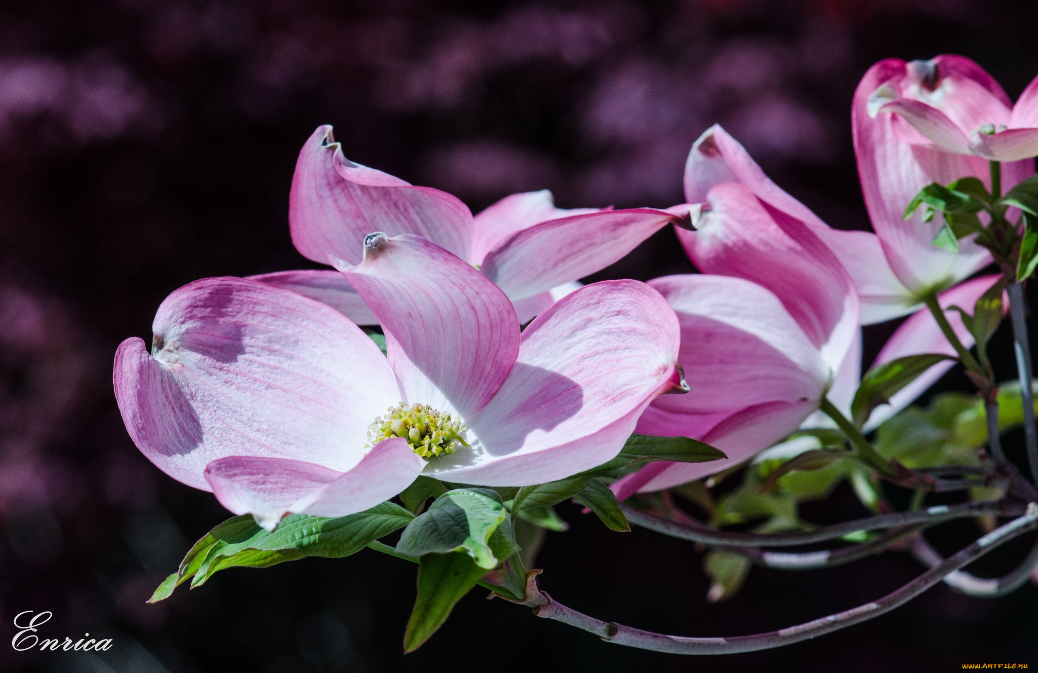 цветы, кизил, розовый