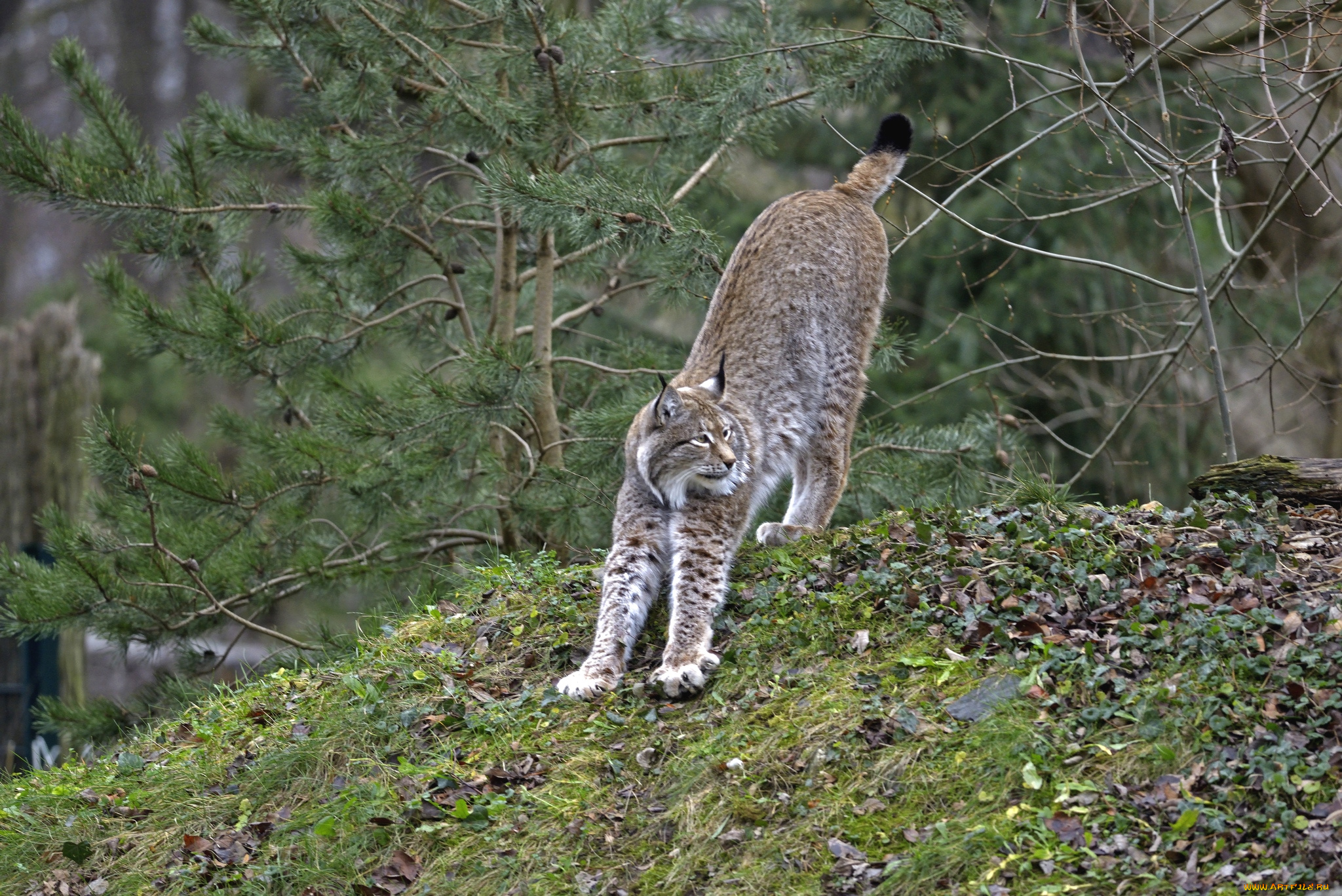 животные, рыси, кошка