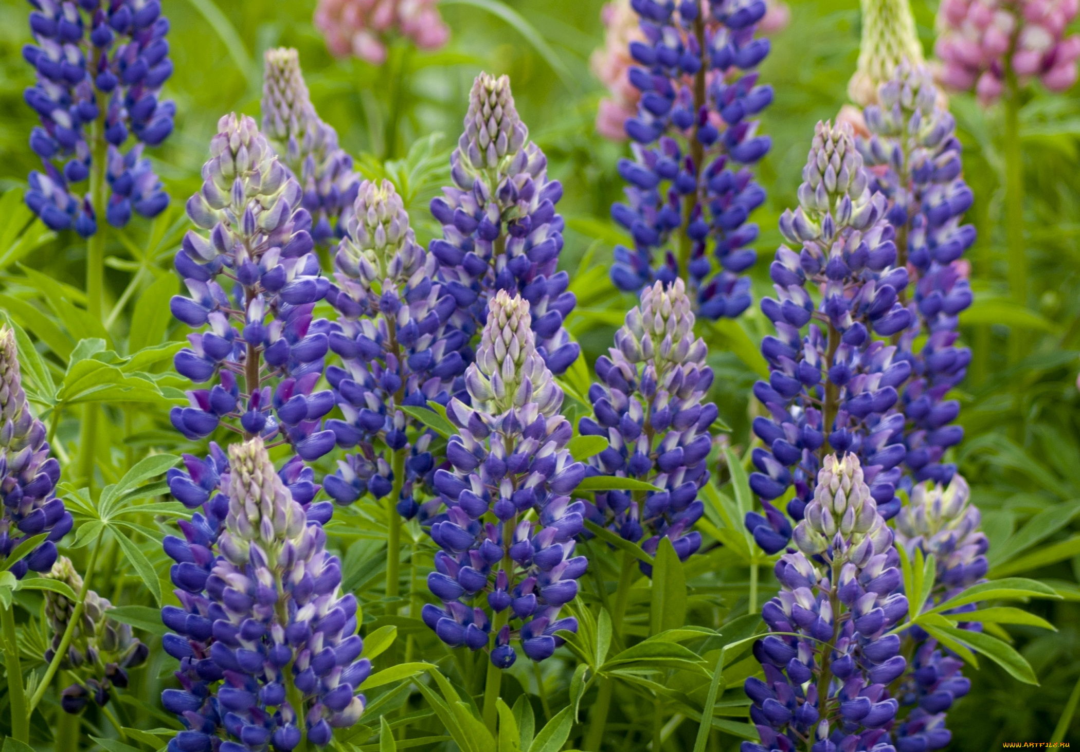 цветы, люпин