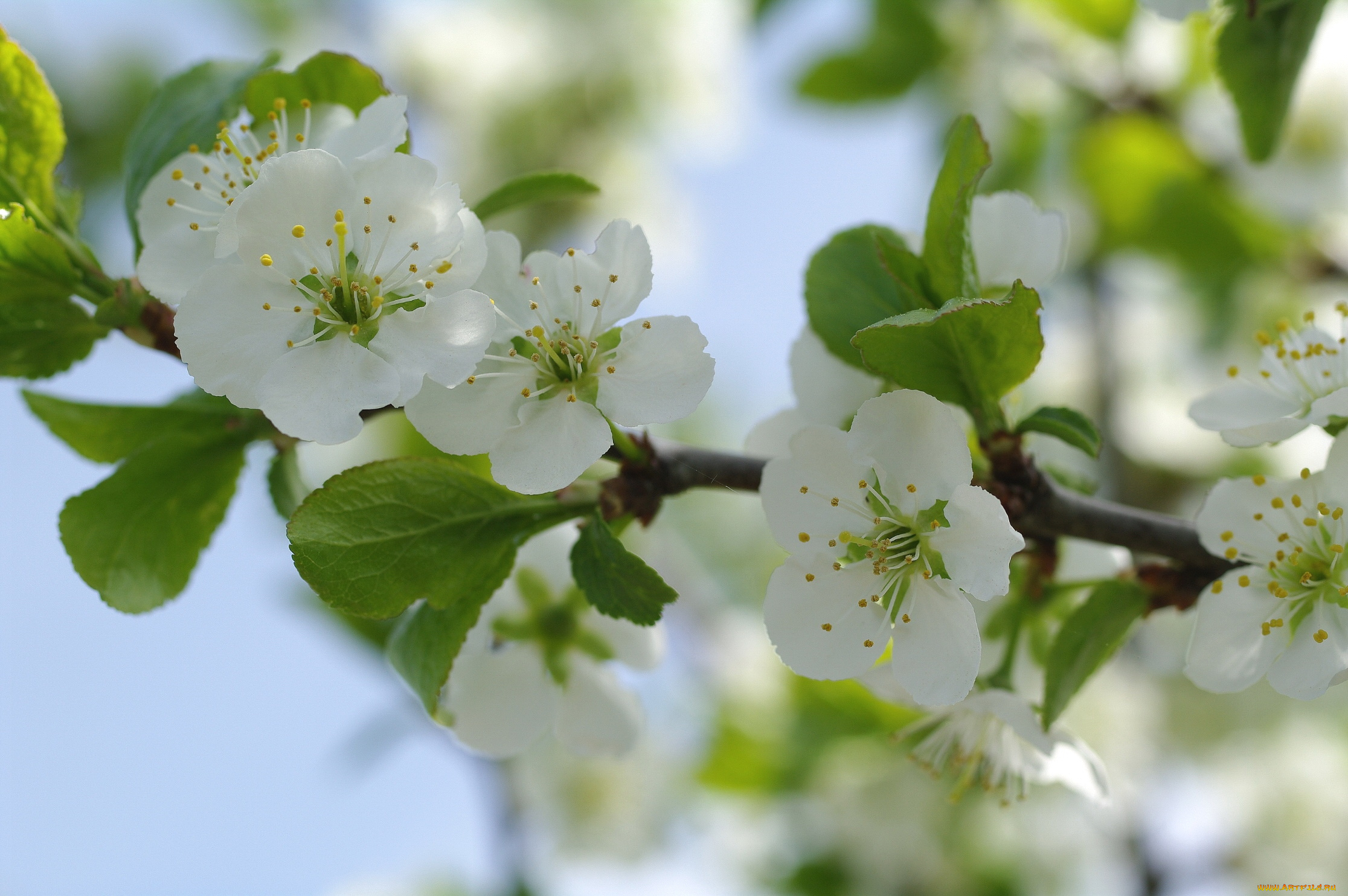 цветы, сакура, , вишня, весна