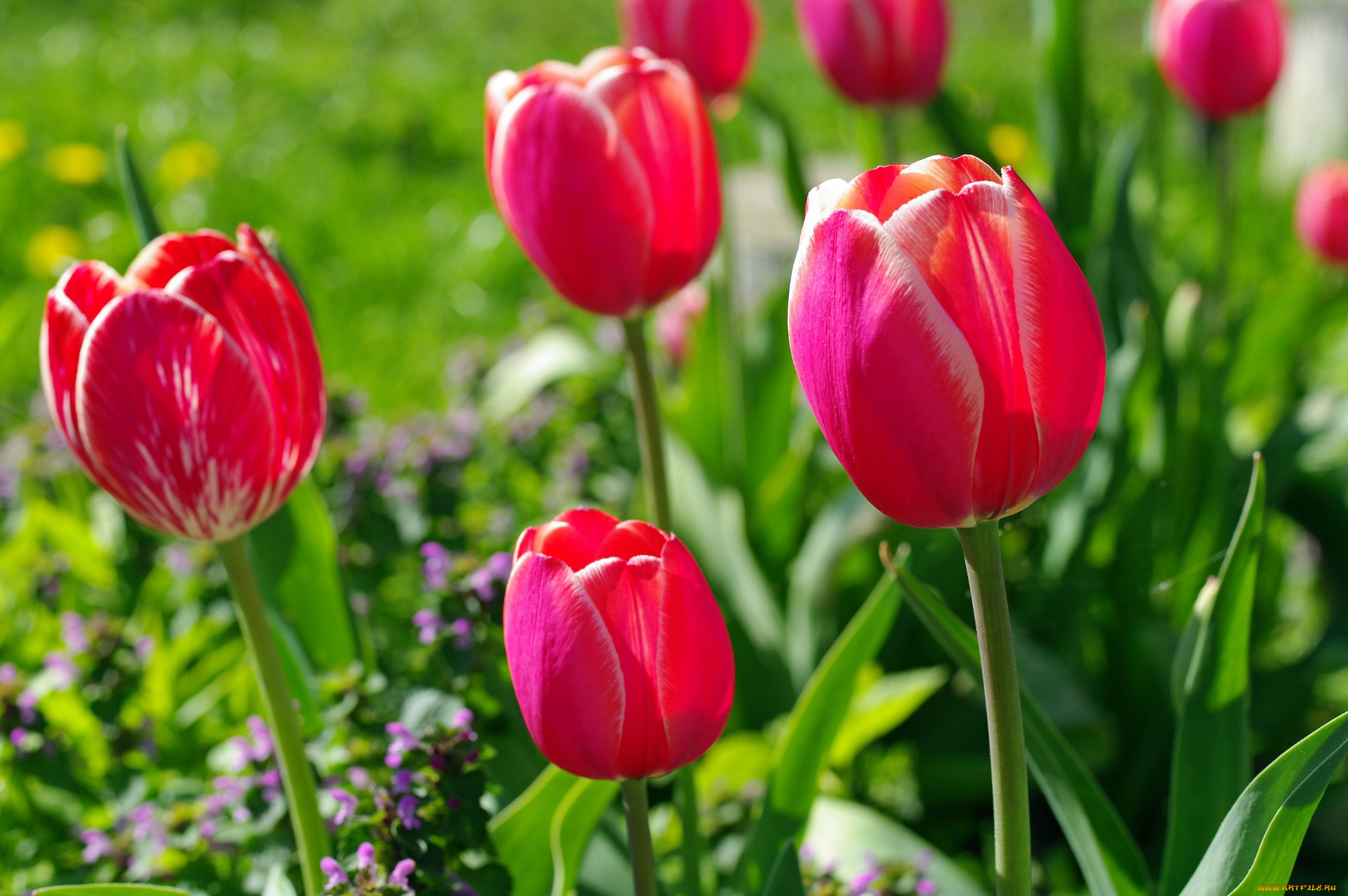 цветы, тюльпаны, бутоны