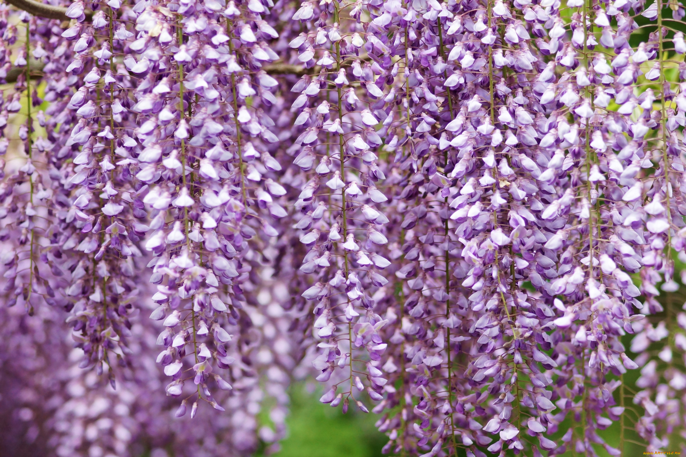 цветы, глициния, гроздья
