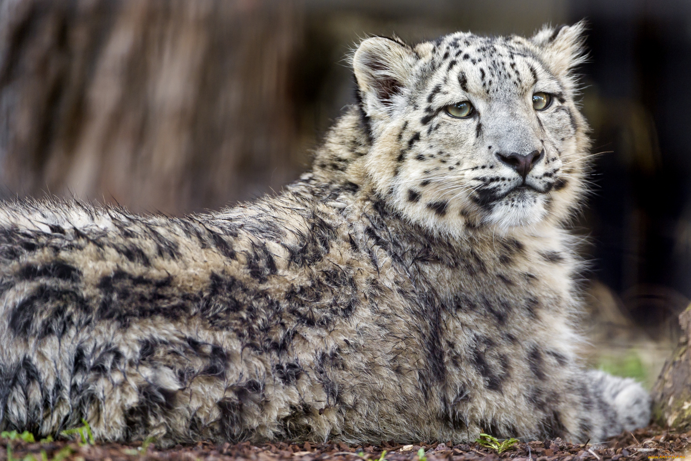 животные, снежный, барс, , ирбис, барс