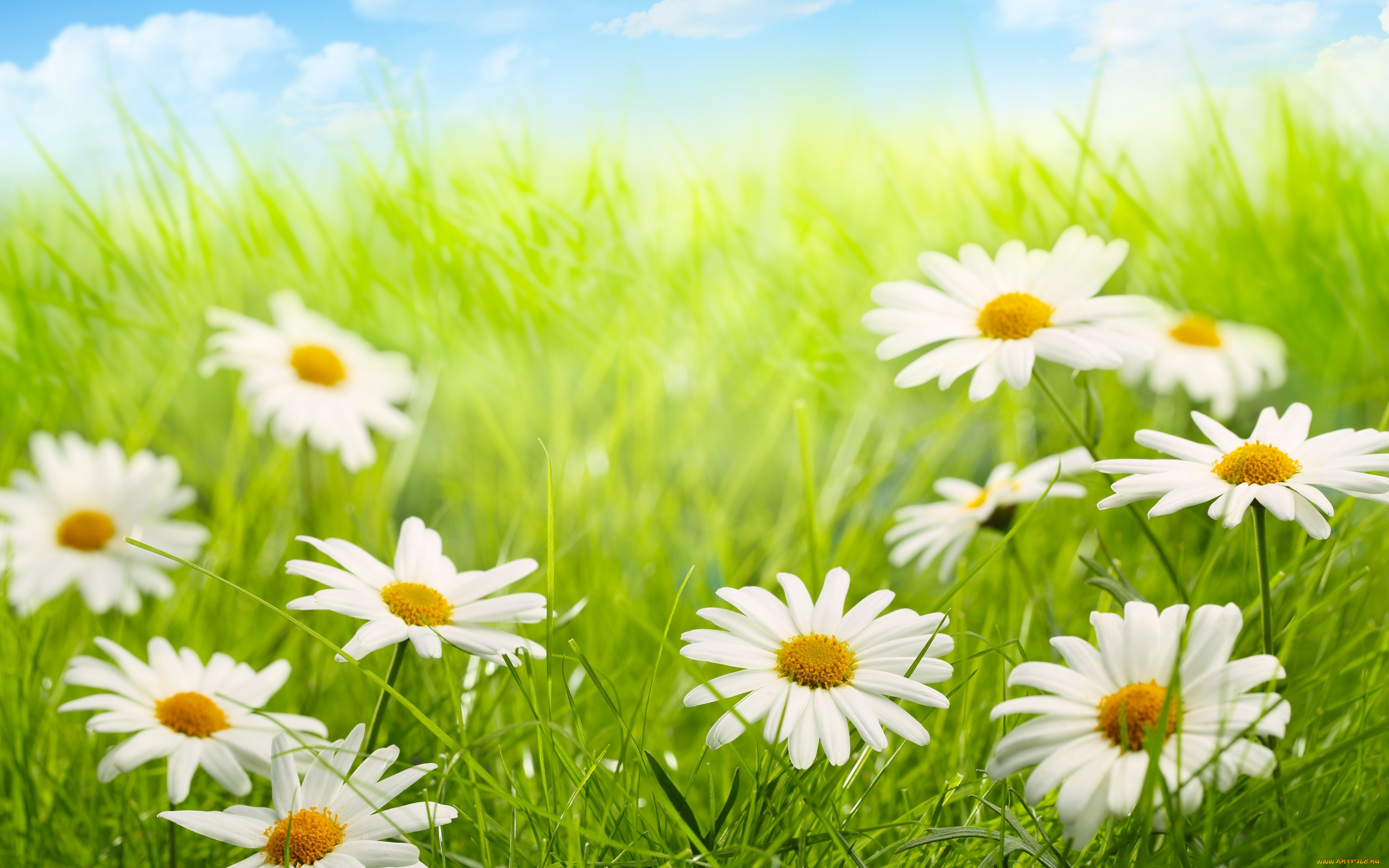 цветы, ромашки, лепестки