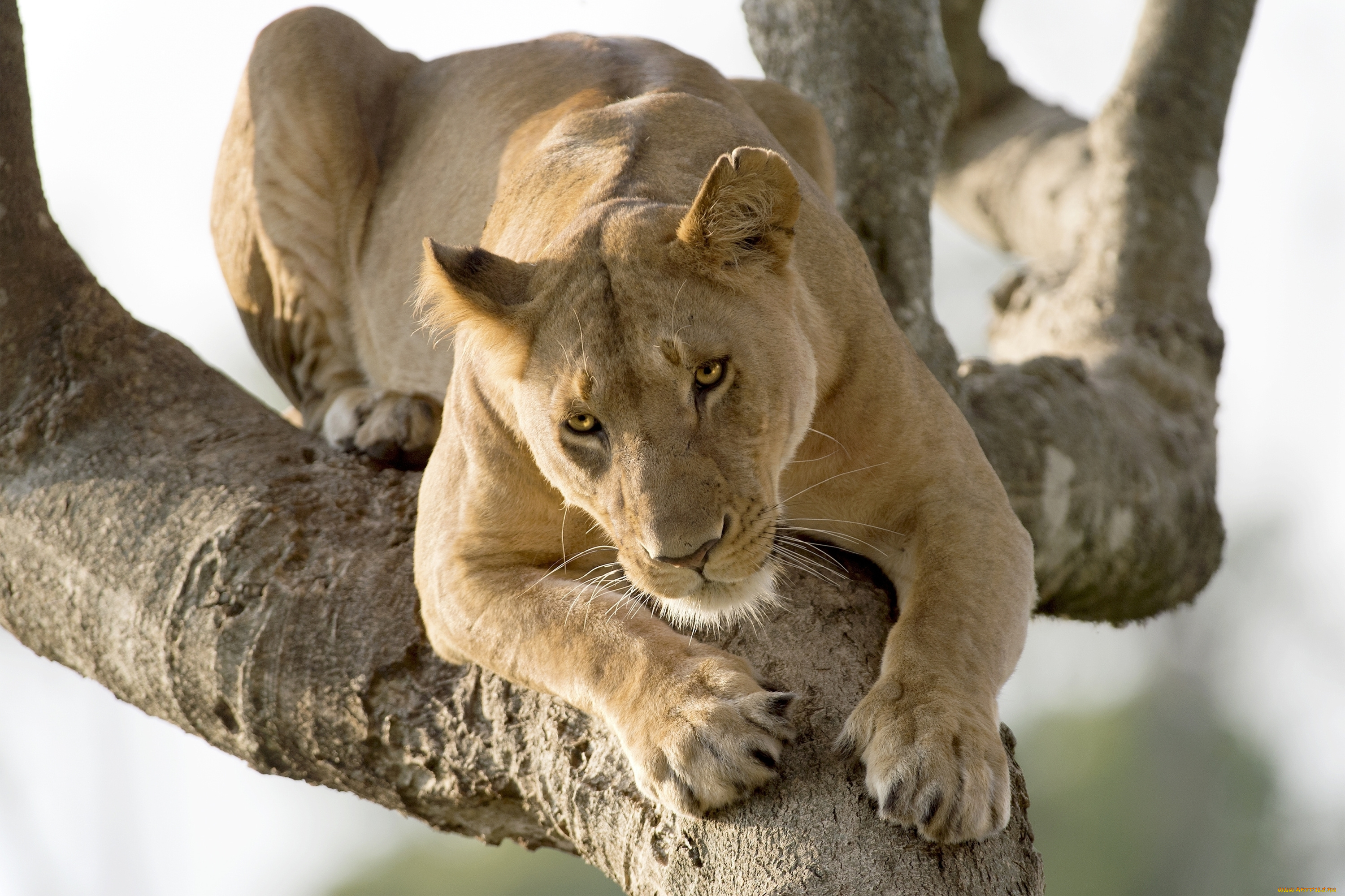 животные, львы, львица