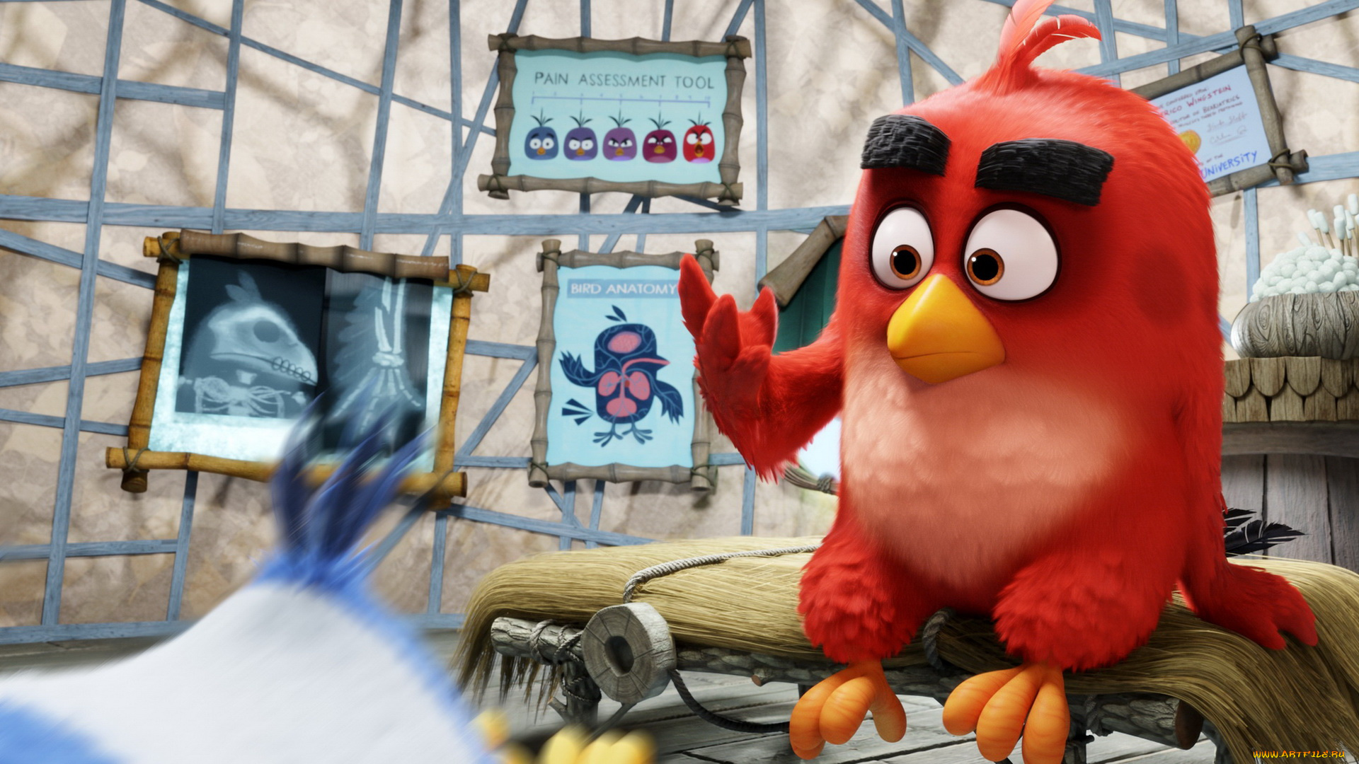 мультфильмы, the, angry, birds, movie, персонажи