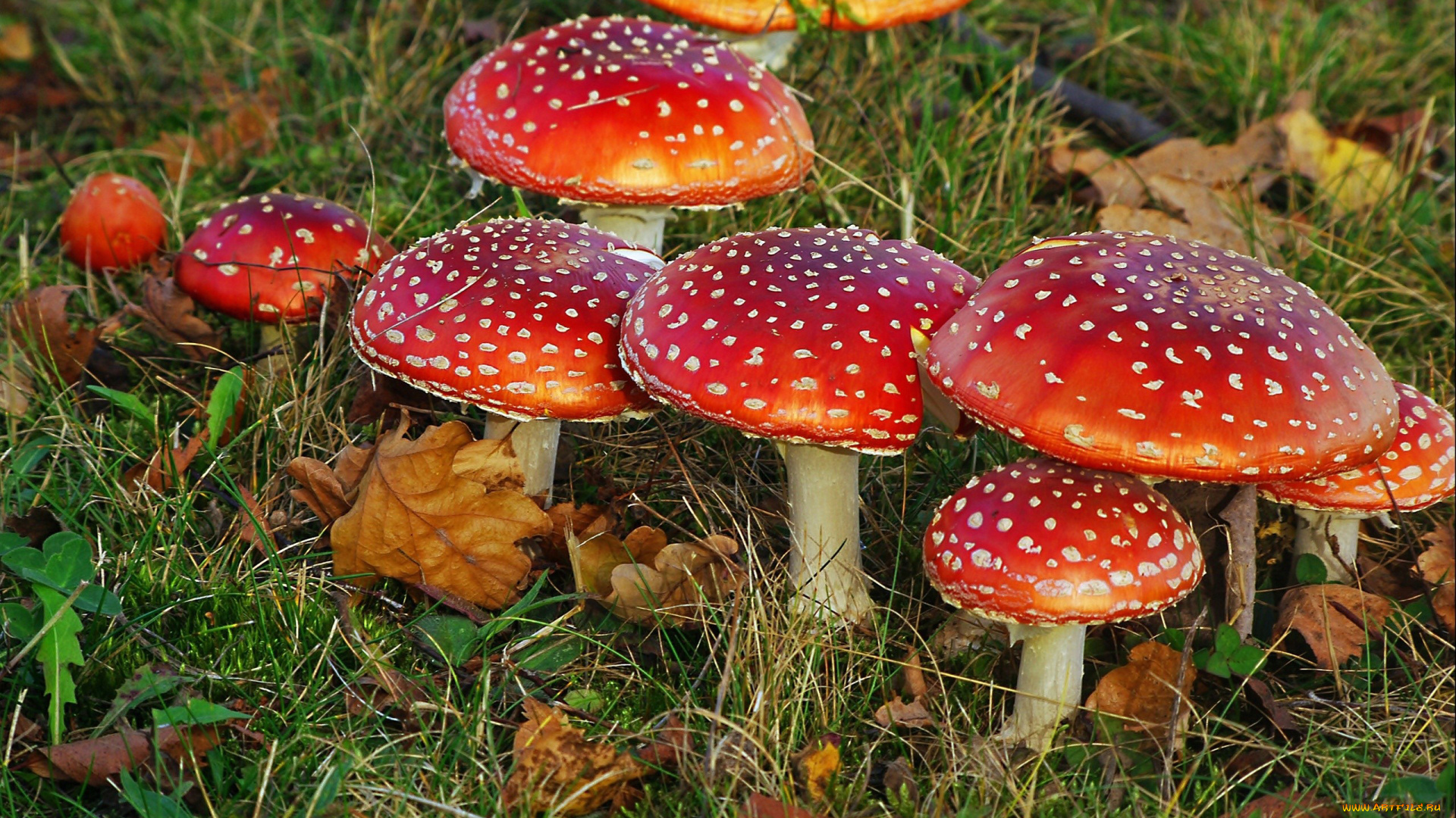 природа, грибы, , мухомор, семейка