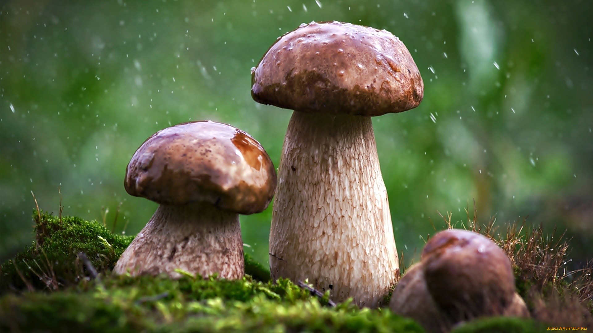 природа, грибы, трио, дождь