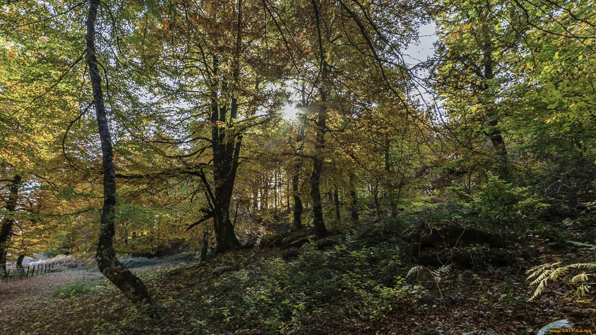 природа, лес, стволы, деревья