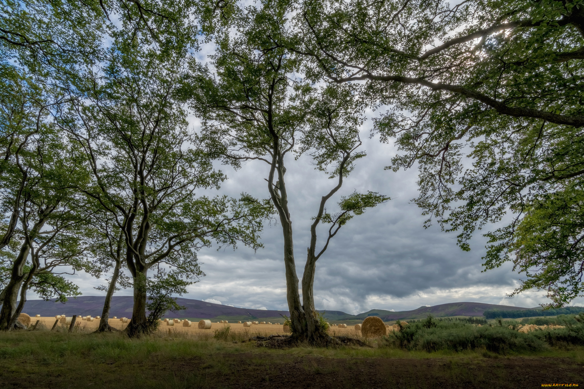 природа, деревья, дерево, крона