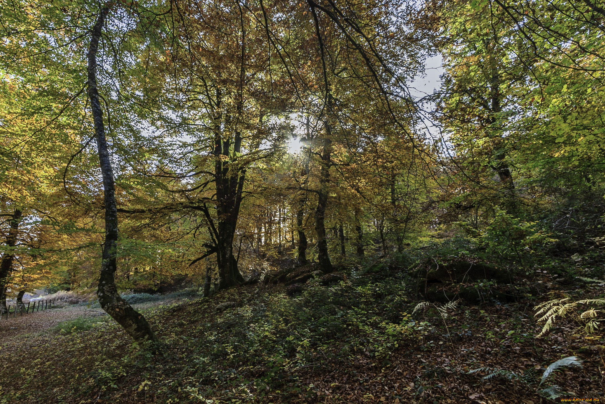 природа, лес, стволы, деревья