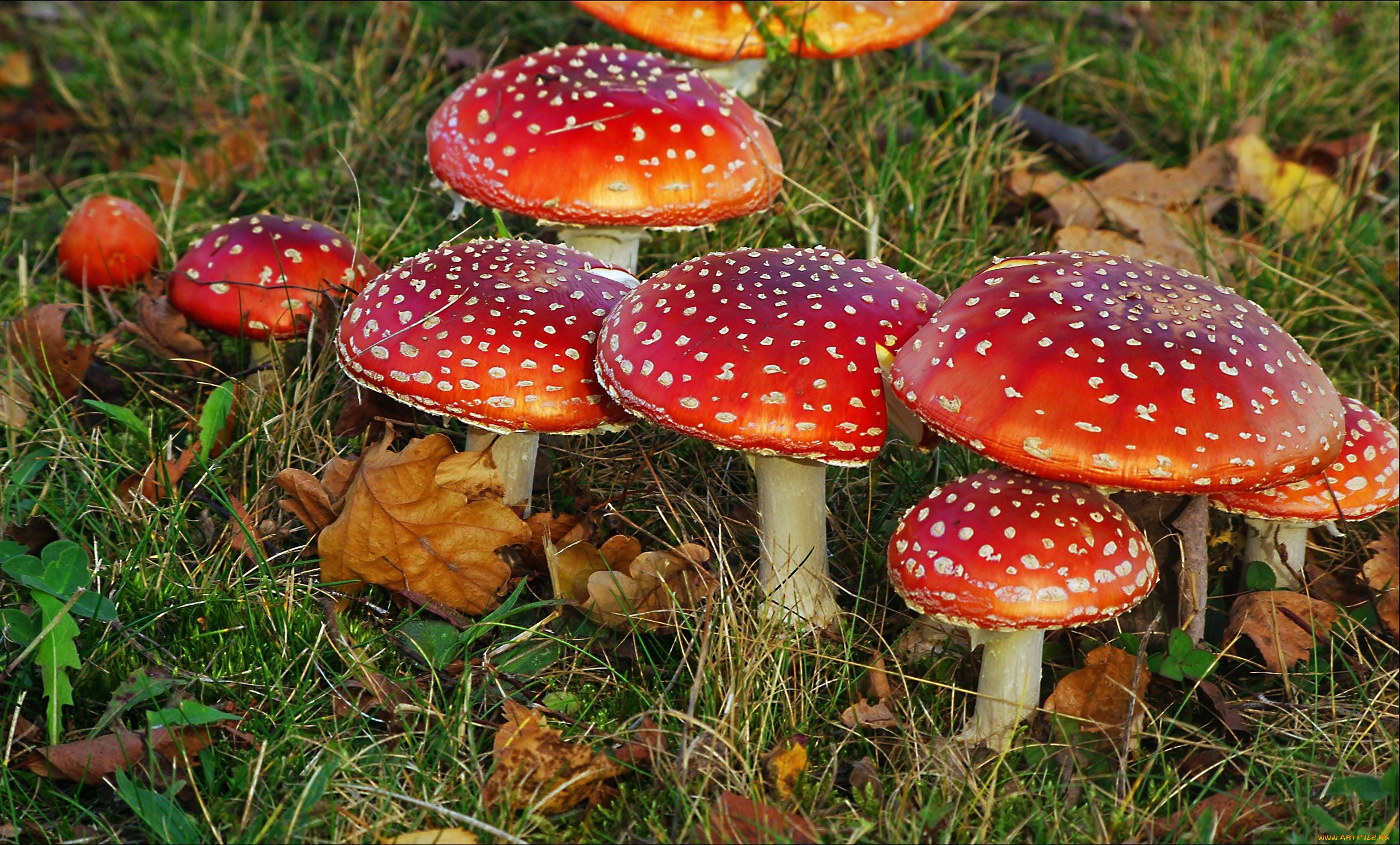 природа, грибы, , мухомор, семейка
