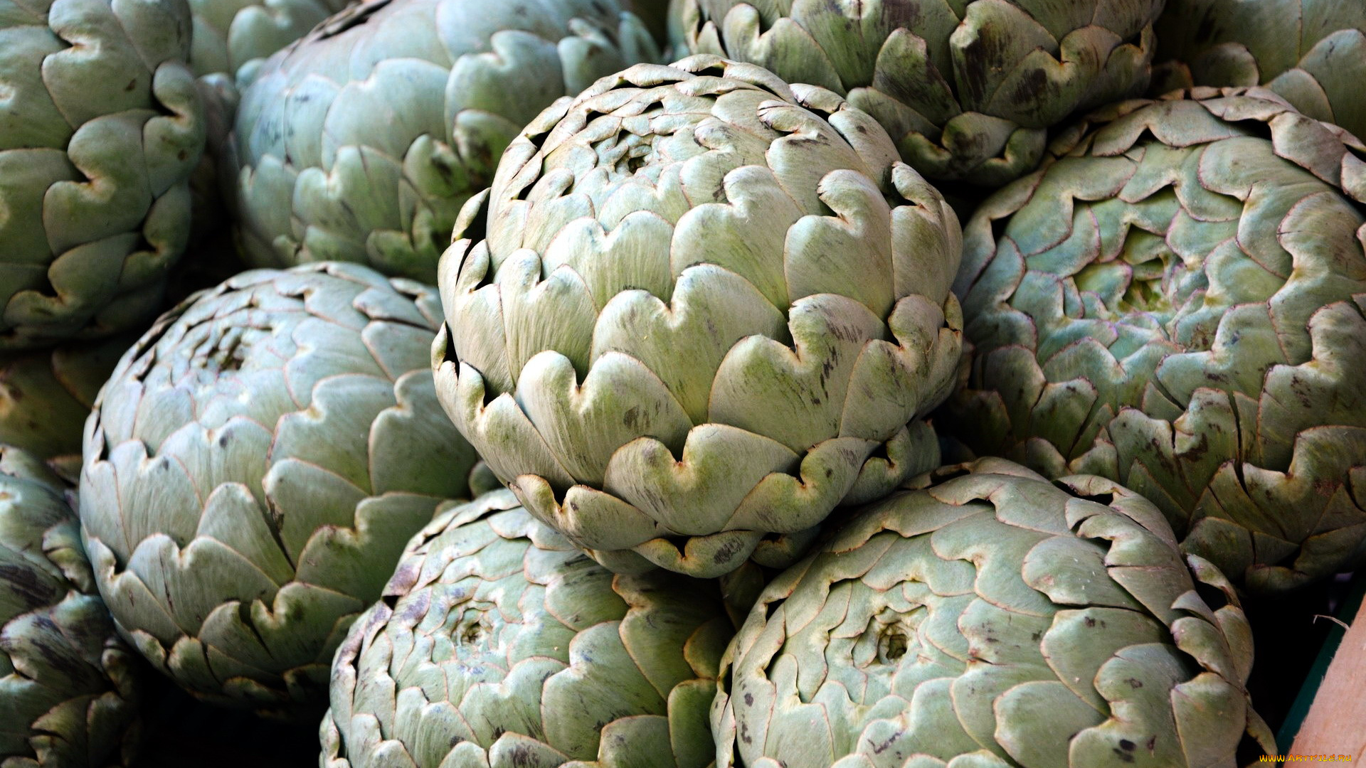 еда, артишок, артишоки, экзотика, много