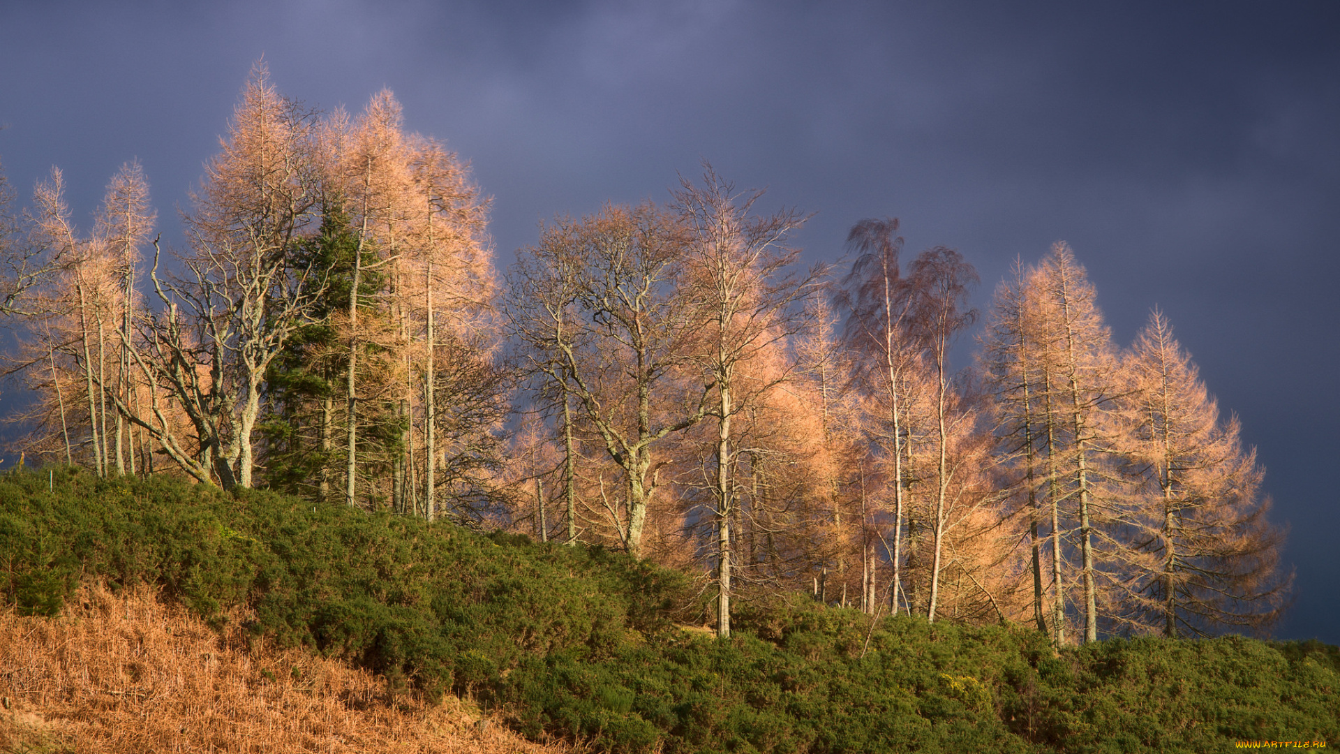 природа, деревья, простор
