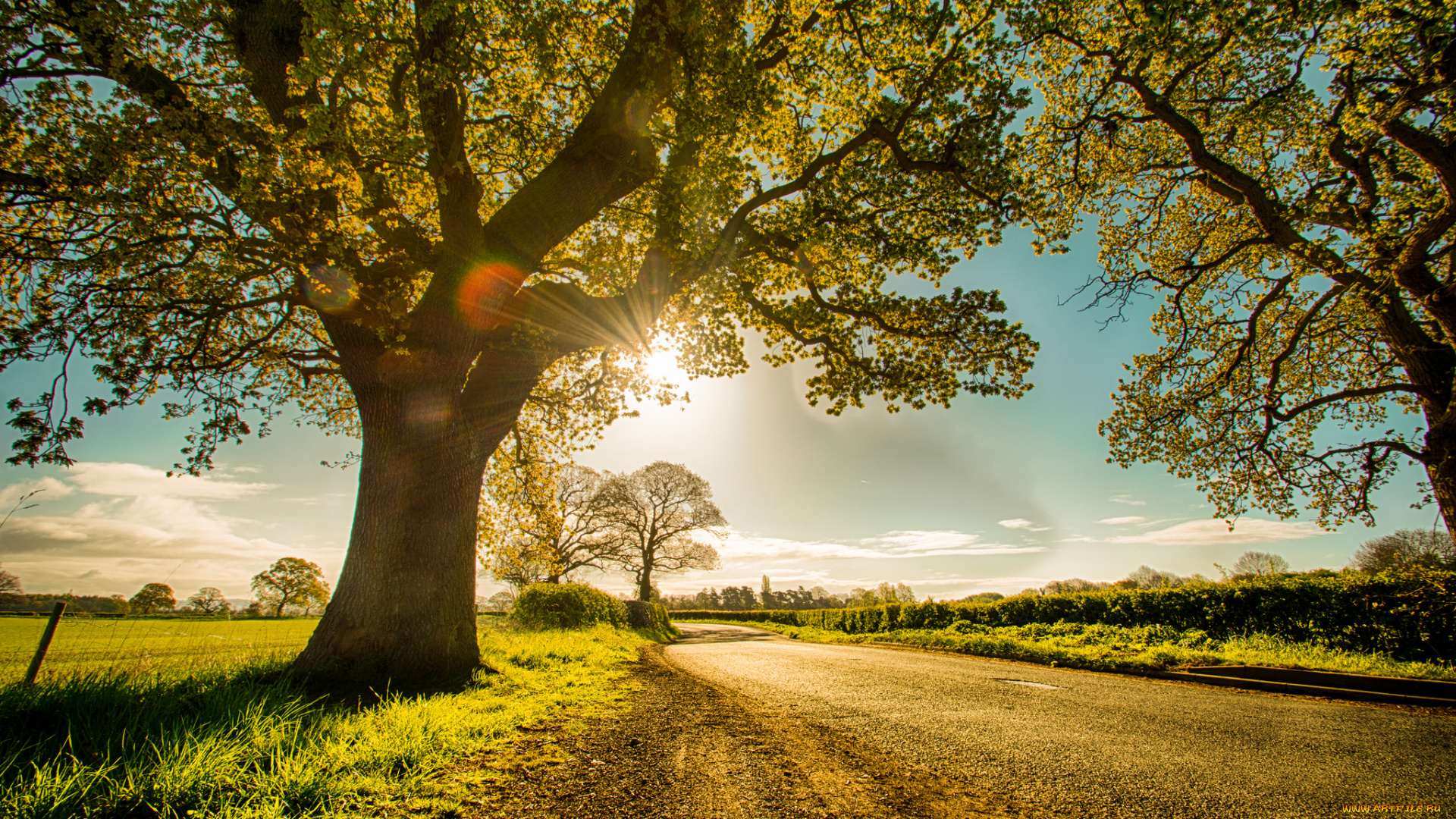 природа, деревья, простор