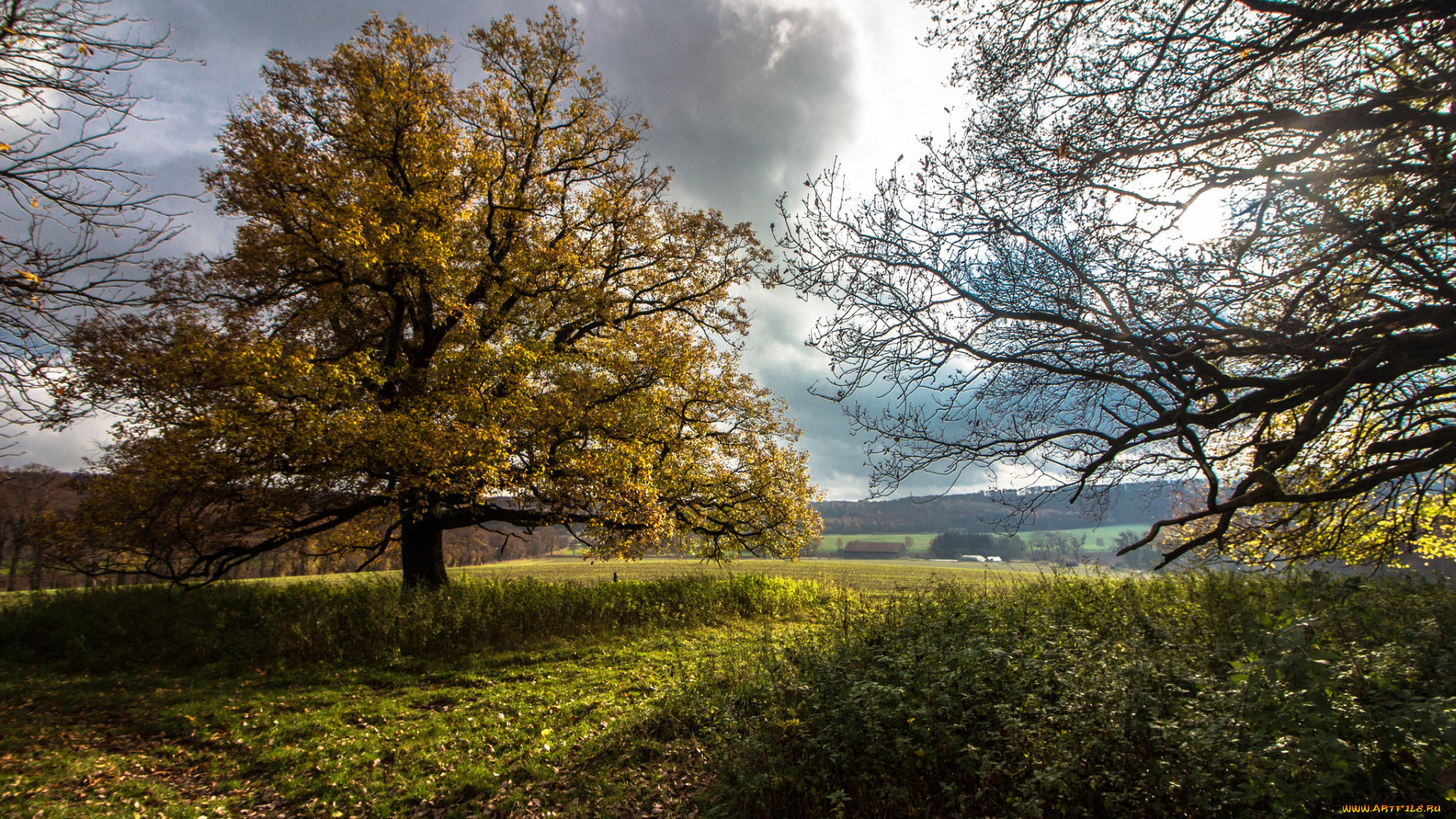 природа, деревья, простор
