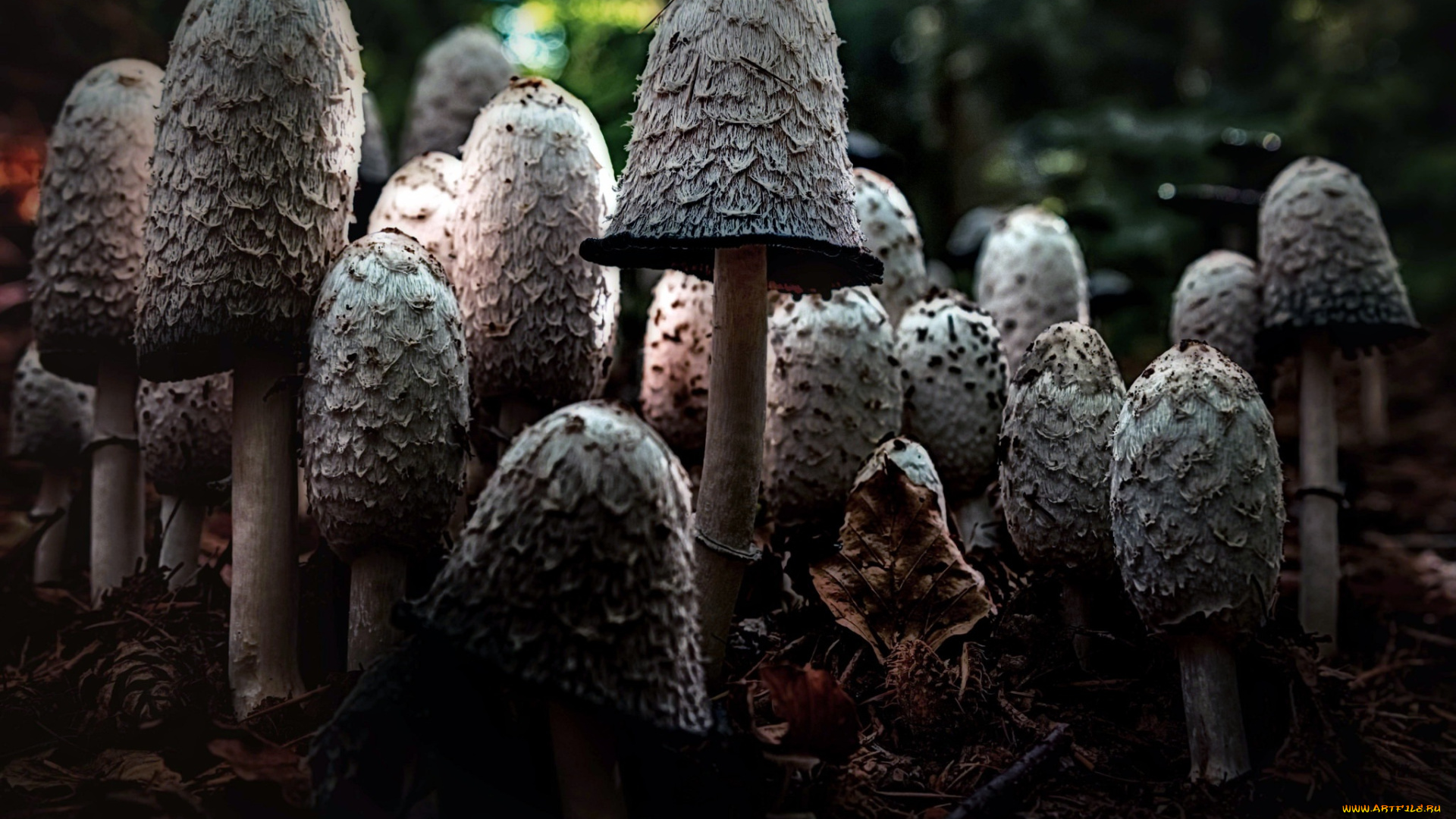 природа, грибы