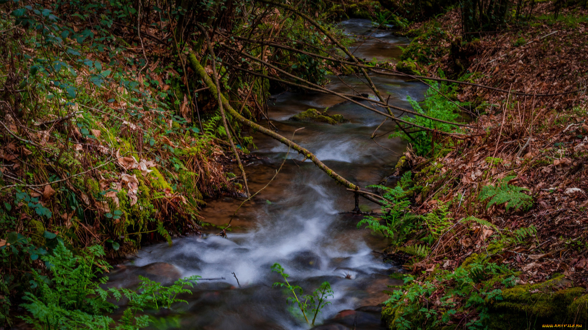 природа, реки, озера, река, лес