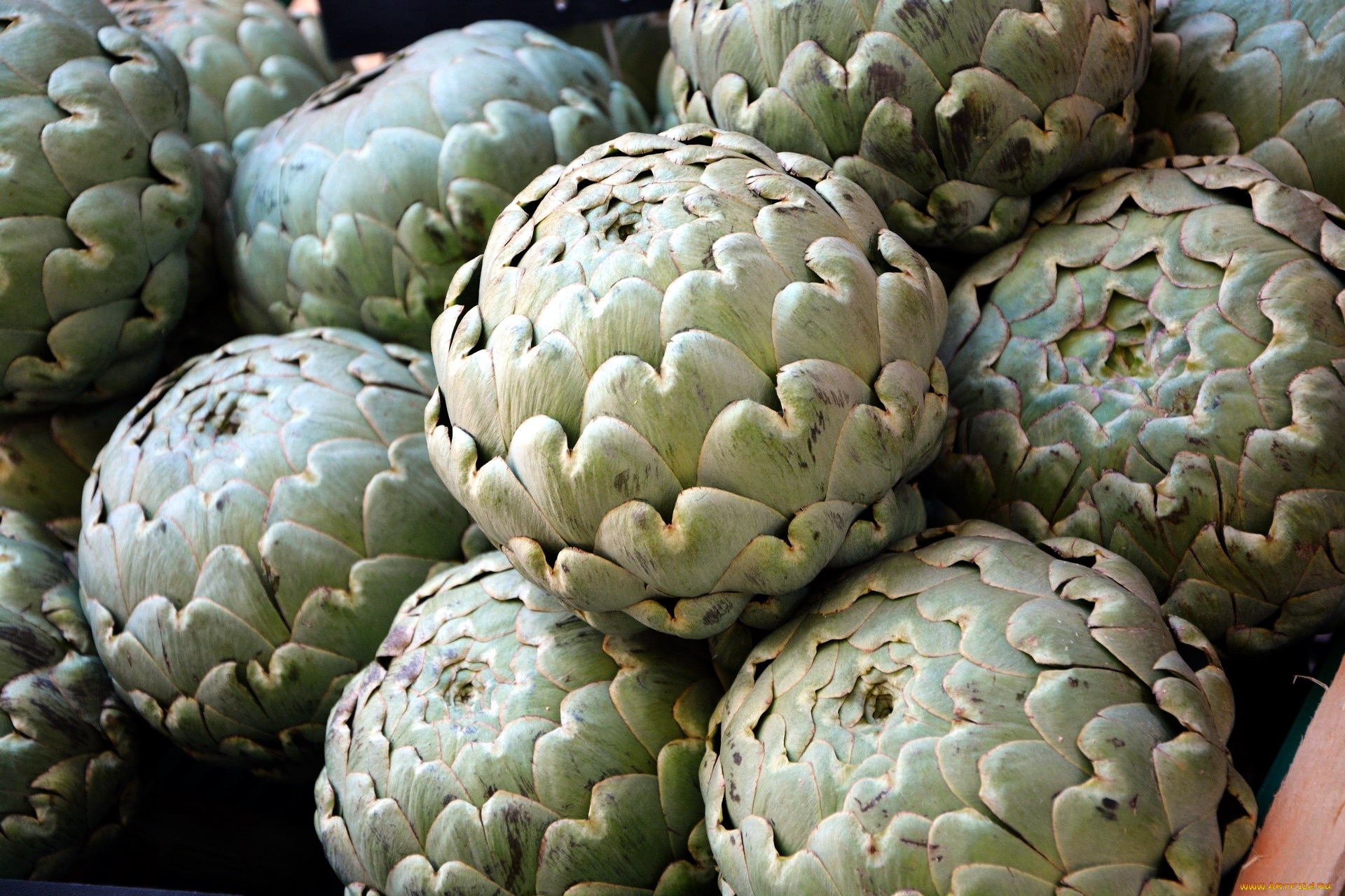 еда, артишок, артишоки, экзотика, много