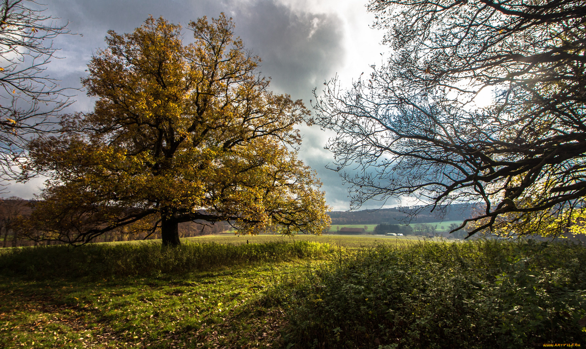 природа, деревья, простор