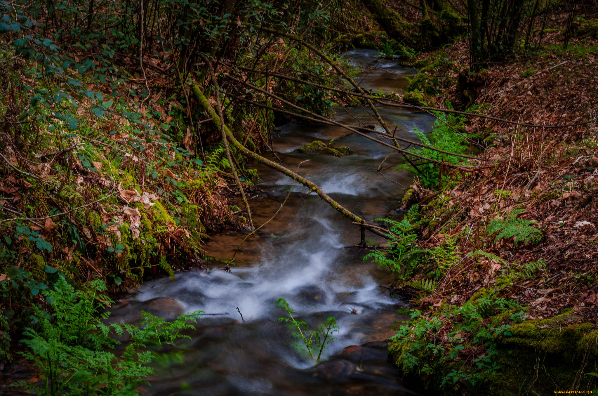 природа, реки, озера, река, лес