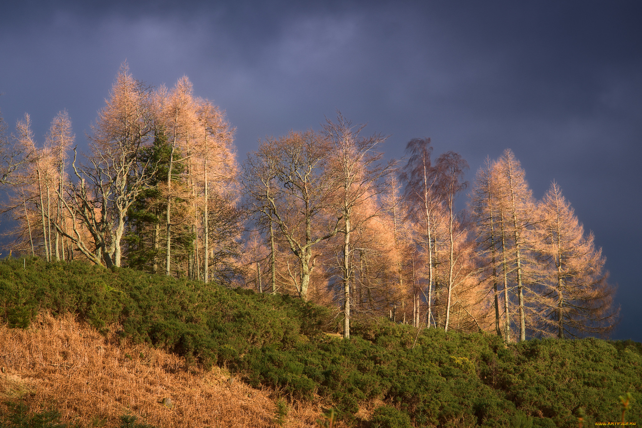 природа, деревья, простор