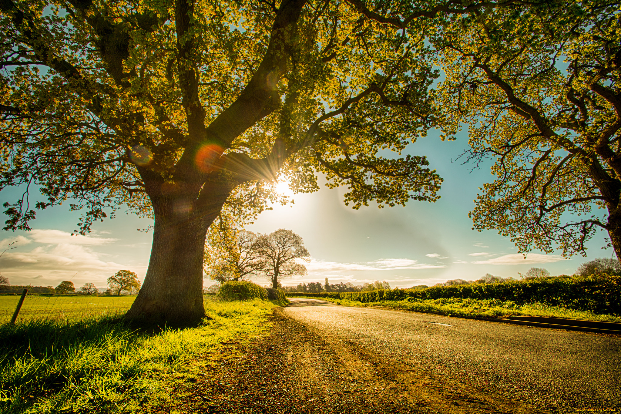 природа, деревья, простор