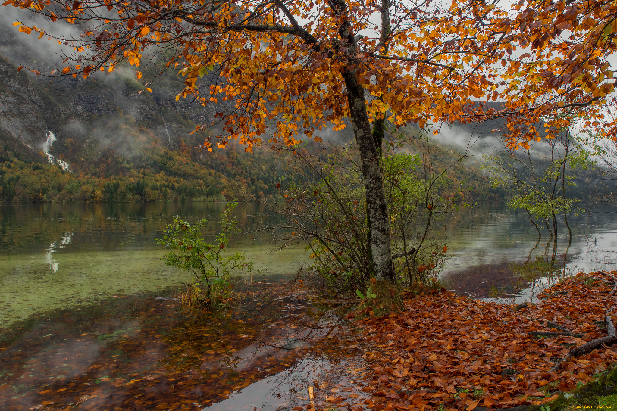 природа, реки, озера, лес, река