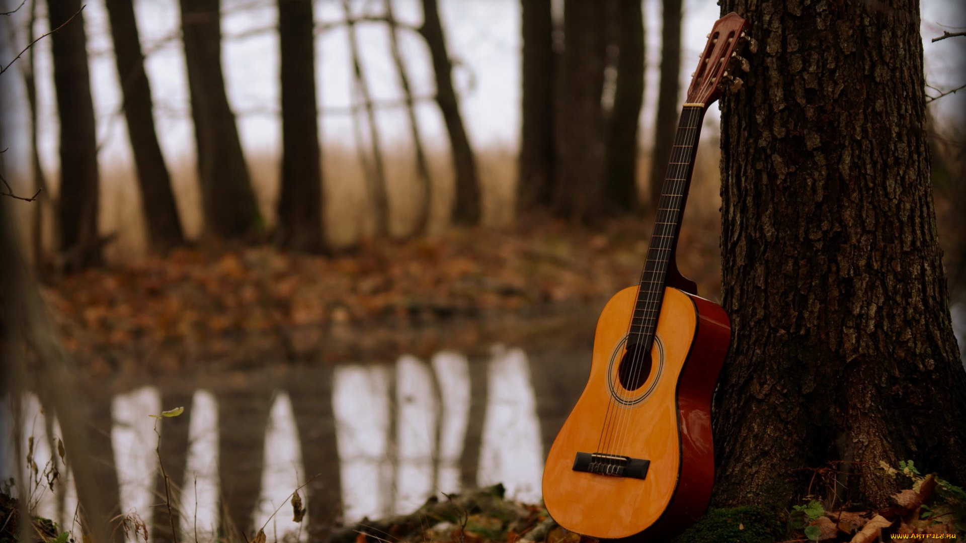 музыка, -музыкальные, инструменты, деревья, гитара, природа