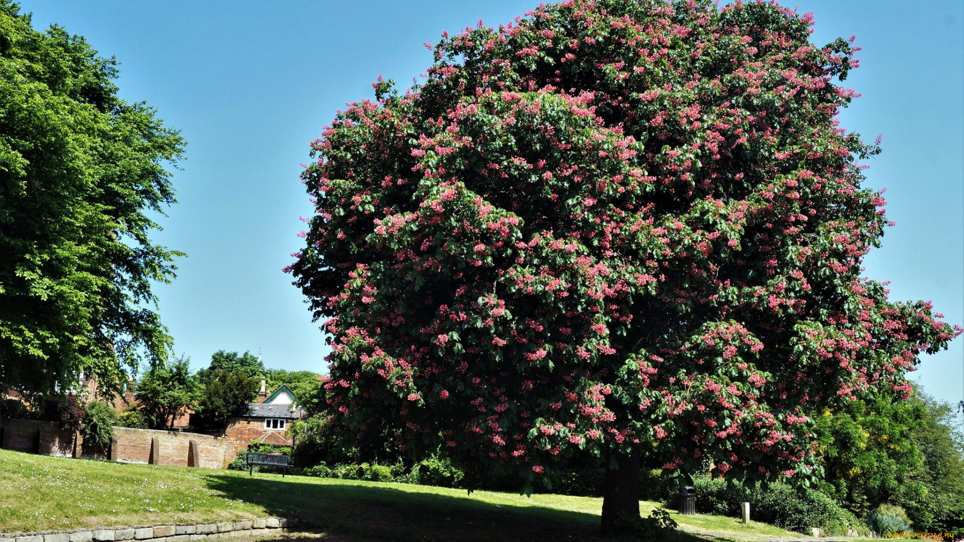 природа, деревья, каштан