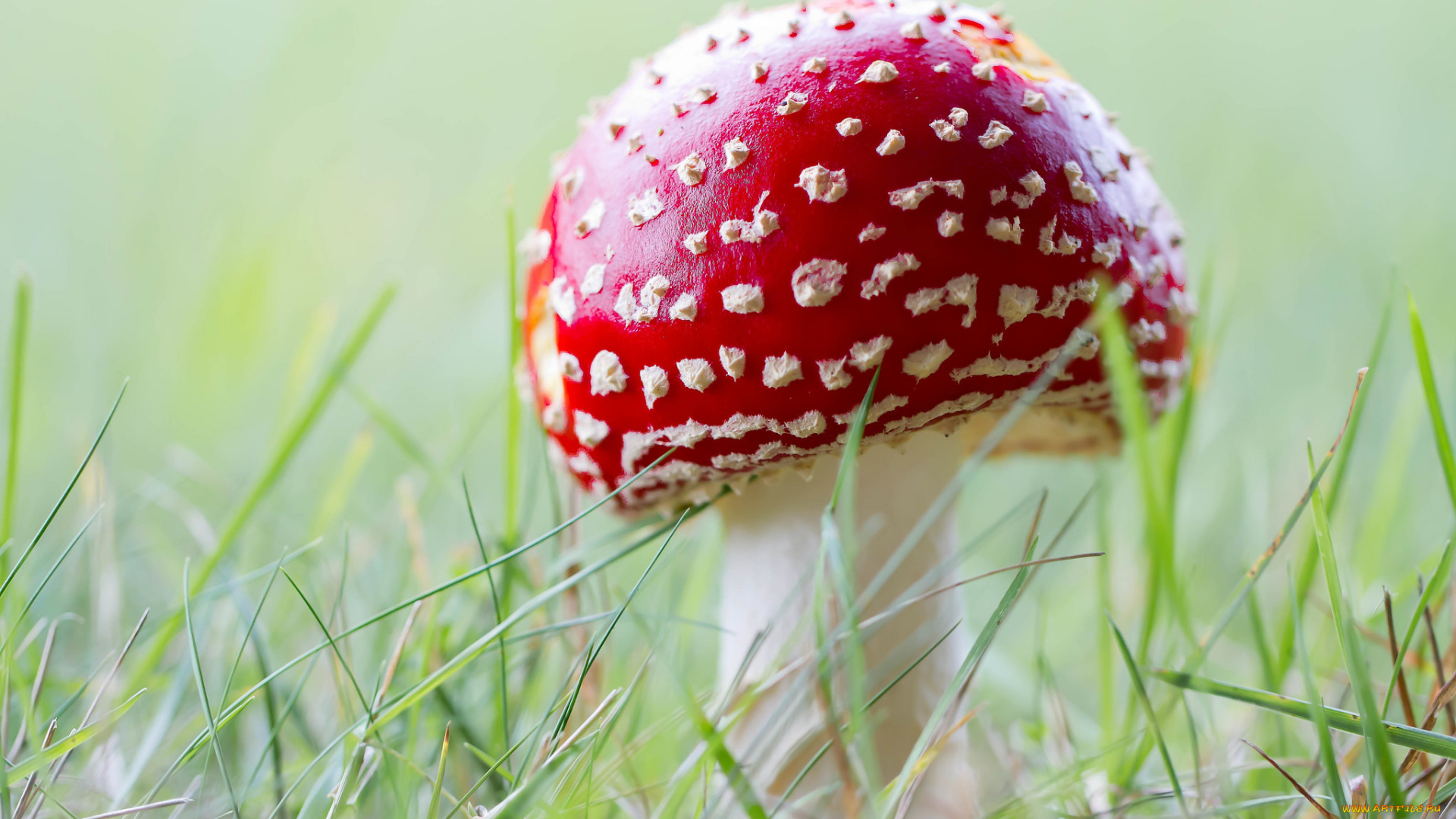 природа, грибы, , мухомор, грибок