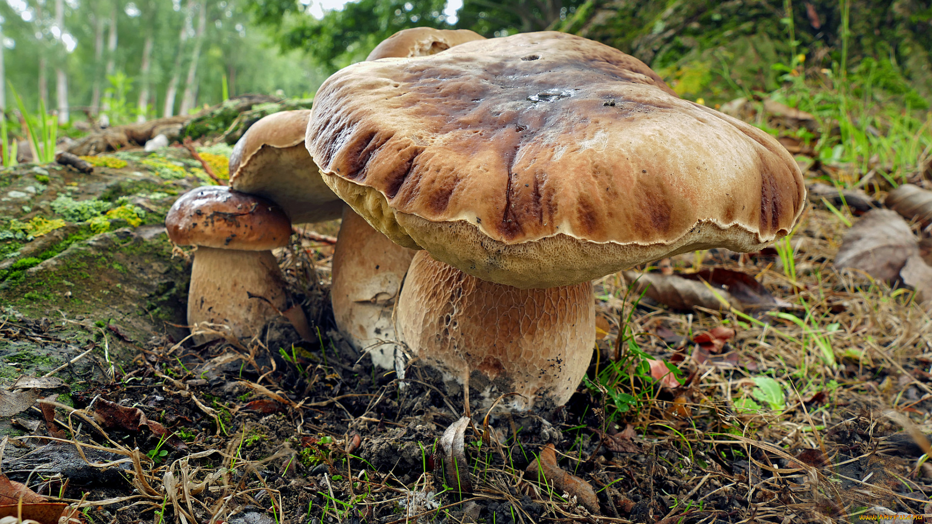 природа, грибы, грибок