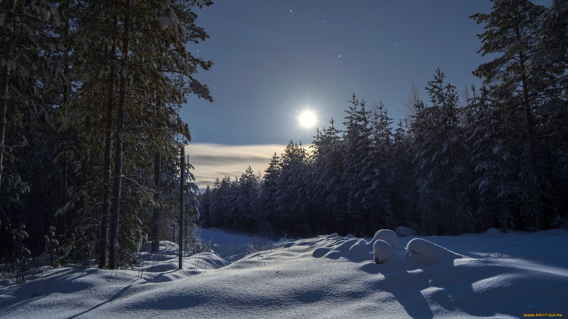 природа, лес, ночь