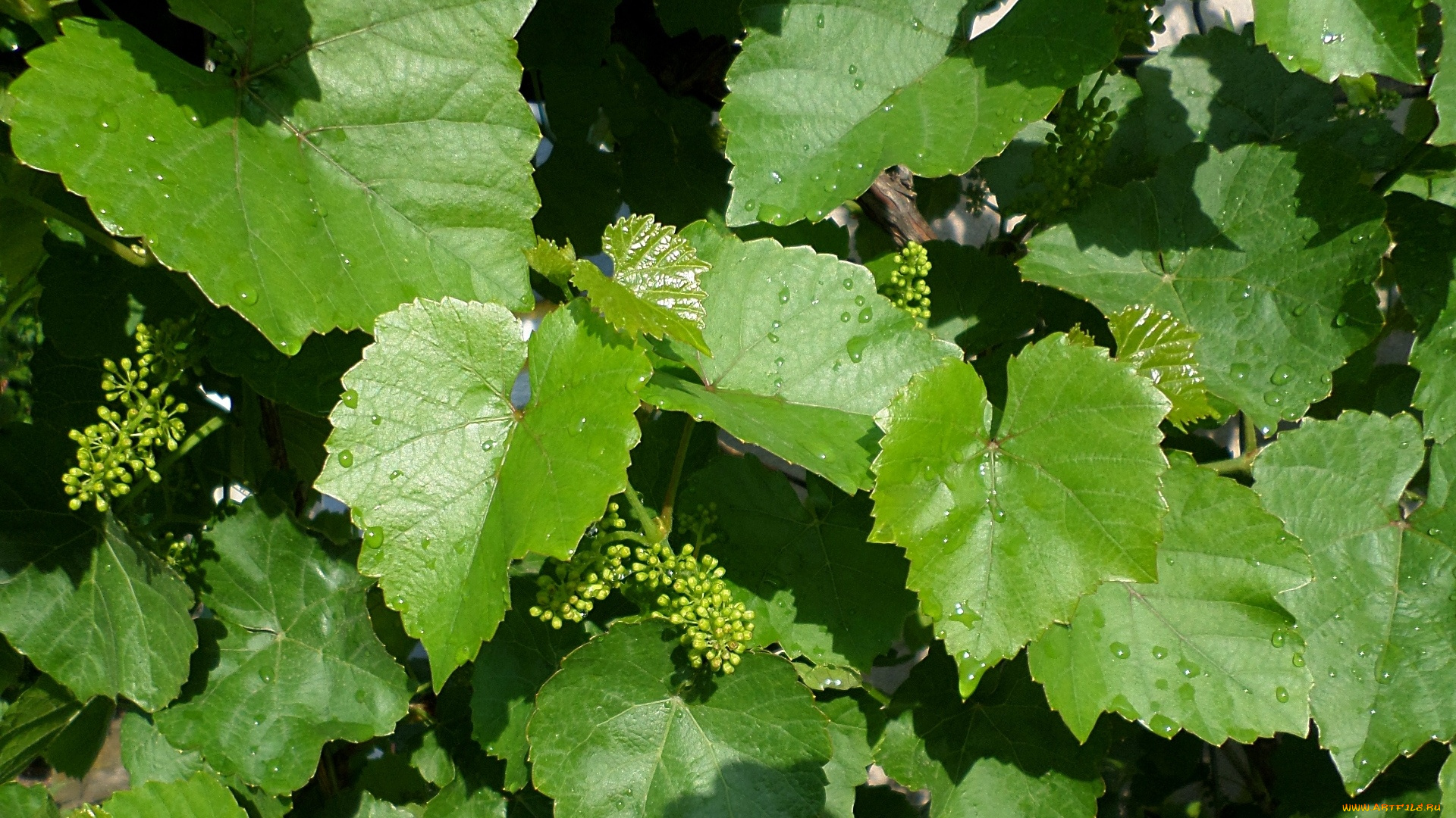 природа, листья, фон