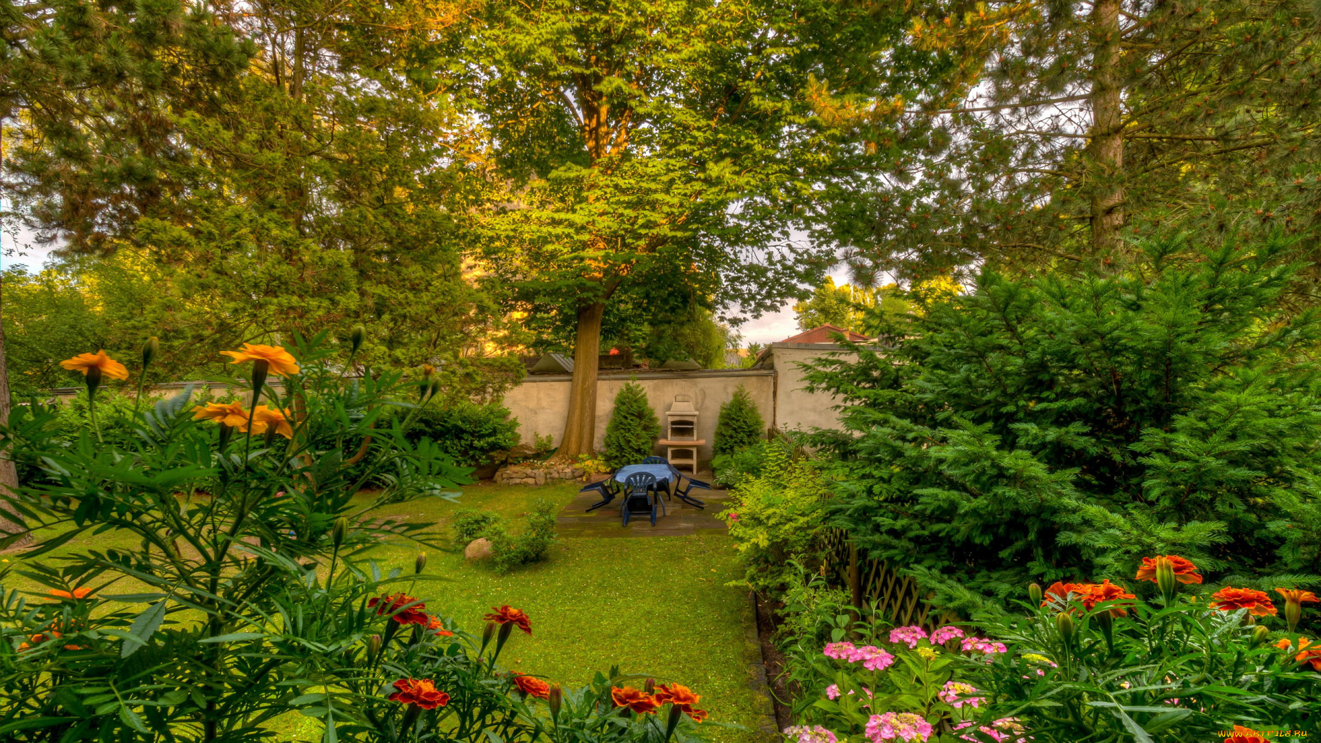 природа, парк, бархатцы, лужайка, деревья