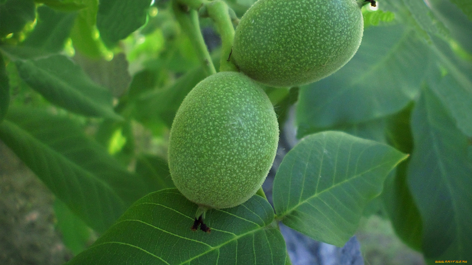 природа, плоды, грецкий, орех