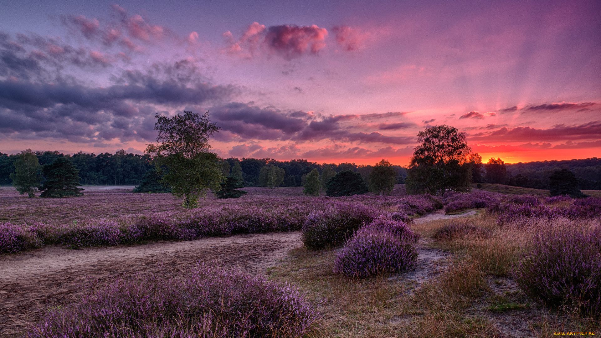природа, восходы, закаты, лаванда, лучи, кусты, лес, закат, деревья, облака, небо