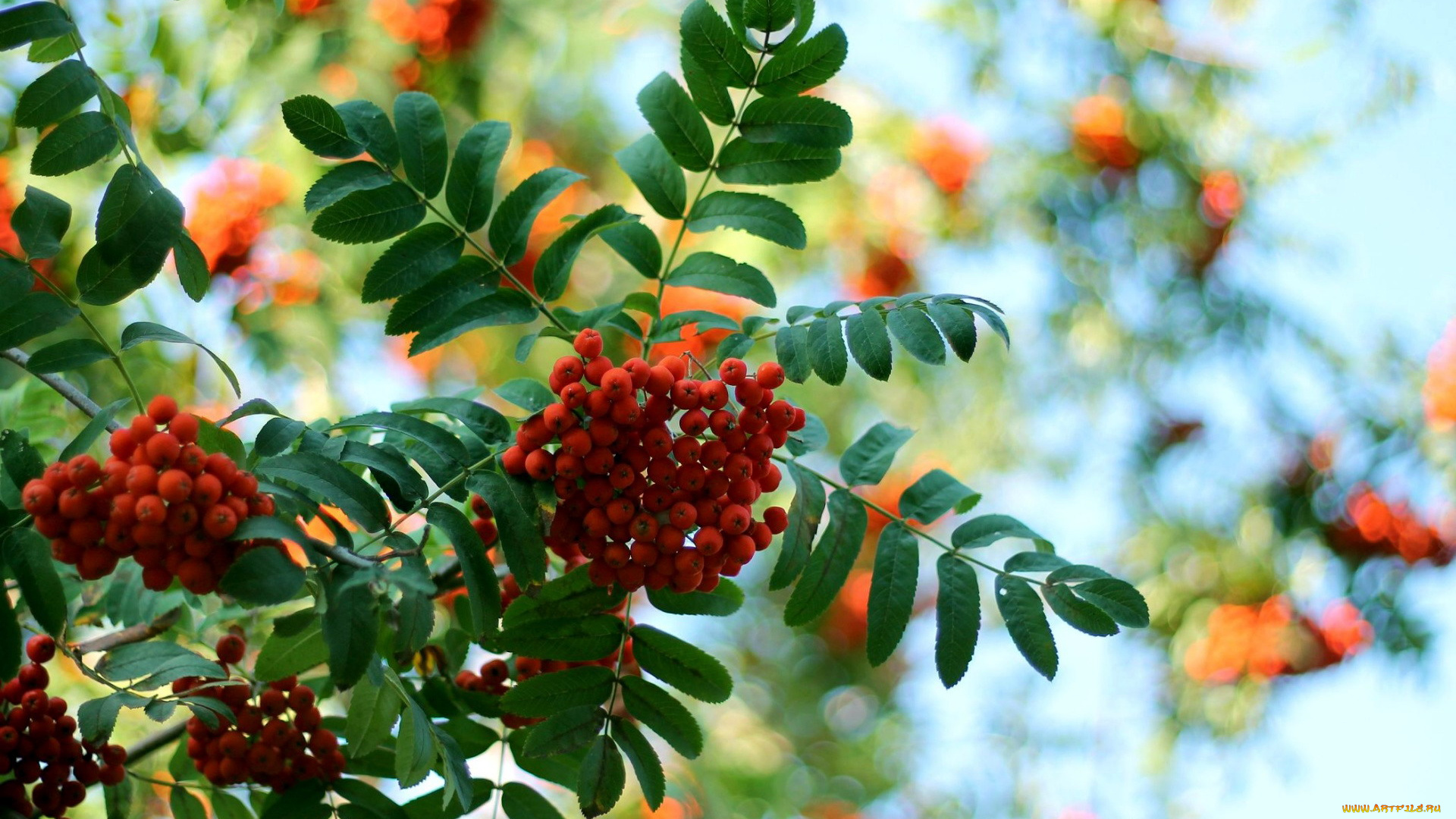 природа, Ягоды, , рябина, осень, рябина, ягоды